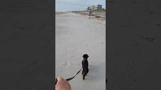 Video preview image #1 Dachshund Puppy For Sale in Tampa, FL, USA