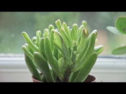 Self-Isolation and Self-Care - COVID-19