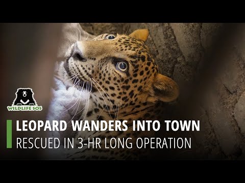 Leopard Wanders Into Town, Rescued In 3-Hr Long Operation