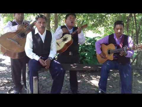 Luz brillante: alla en los olivos