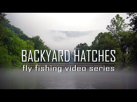 Fly Fishing Hatches | Introducing Backyard Hatches Video Series