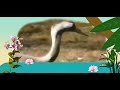 Animal Time S2 Ep 3