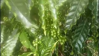 Download lagu Klon kriting di MDPL 800 mp3