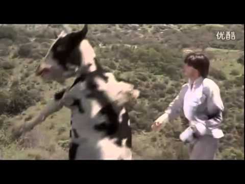 Kungfu Cow
