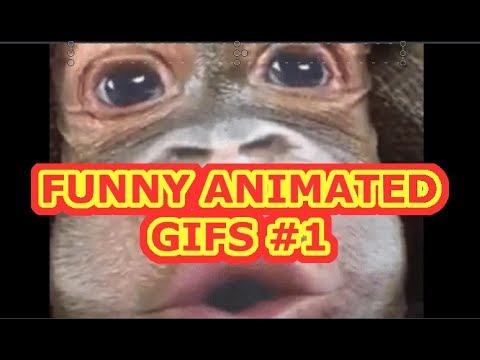 Funny Animated GIFS #1