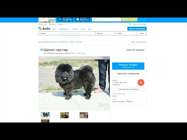 Ни собаки, ни денег