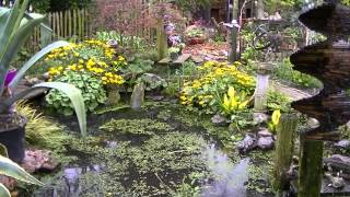 preview picture of video 'a #Dutch garden, Zeeland, visiting Cat hotel in #Groede'