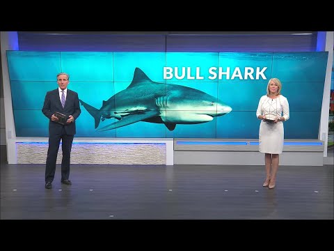 Massive bull shark caught outside mouth of Mobile Bay