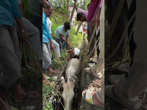 विश्व गौ रक्षा ट्रस्ट सेवा में है | गौ सेवा • जन सेवा • जीव सेवा | गो सेवा परमो धर्मः