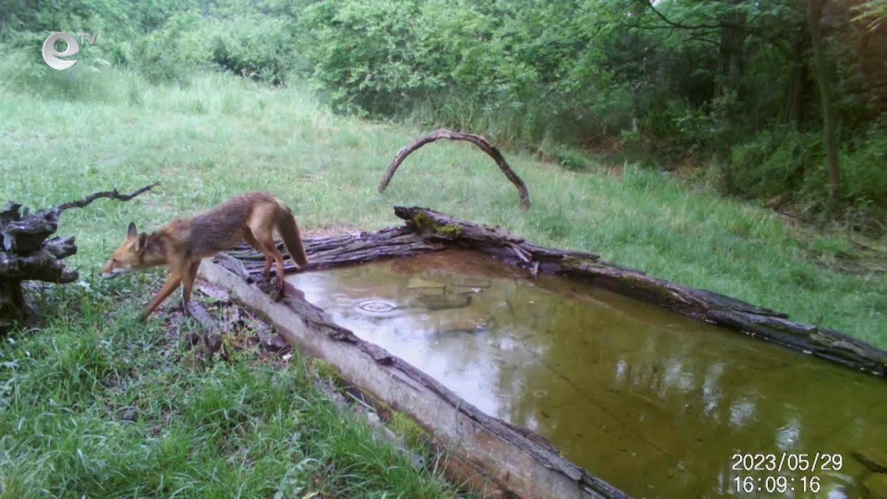 Искат двата бряга на р. "Марица" край Райново да бъдат обявени за защитена зона