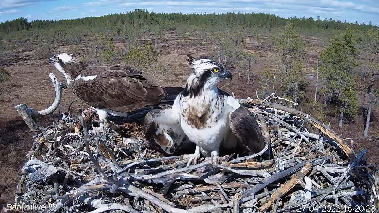 Live webcam view of Osprey Nest #3 Live Cam