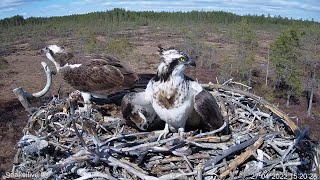 #3 Sääksilive (Osprey cam in Finland) - Satakunnan sääkset live webcam