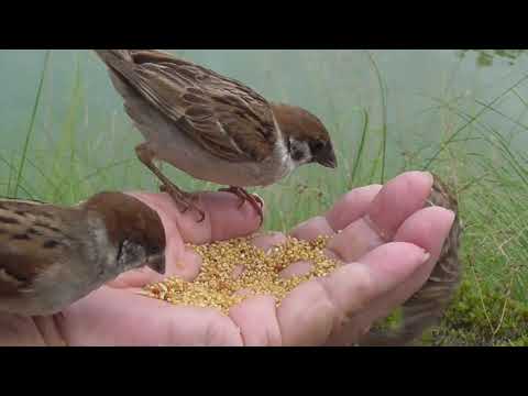 餌を貰いに来るすずめ達 20210729 1（可愛い子雀）