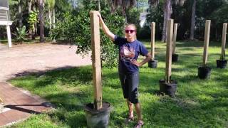 How to grow Dragon Fruit in SWFL ( part 1 )