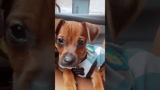 Miniature Pinscher Puppies Videos