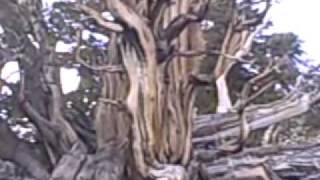 ancient pines.WMV
