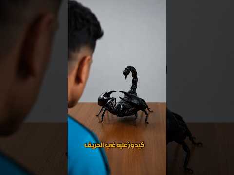 حوار مع العقرب و كيف تكون خطيرة     #viral #معلومات #ماوراءيات #اعجاز #اكسبلور #animals#عقرب#fyp