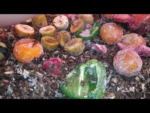 Red Wigglers Worm Compost - Hungry Bin Vermicompost 23 Sep 2019