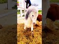 My thoughts about ponies🤣  /CREDITS: @blankasatora  #horse #pony #funny #shorts
