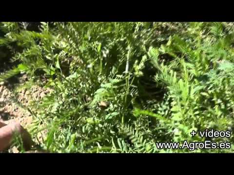 Yeros Moro 2 - AgroEs.es