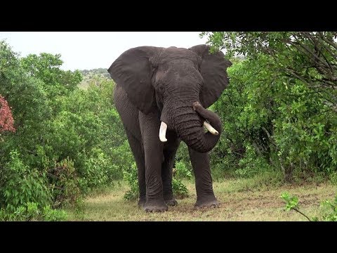Great gray with long trunk | Matira Safari, Maasai Mara