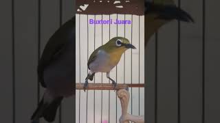 Download lagu pleci juara 🎖 buxtoni #shorts mp3 Download lagu pleci juara 🎖 buxtoni #shorts mp3