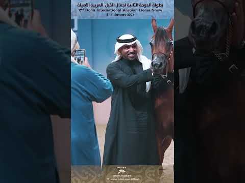Class 2C - Doha International Arabian Horse Show 2023 #arabianhorseshow #arabian #horse