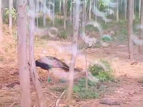 Catching  A peacock
