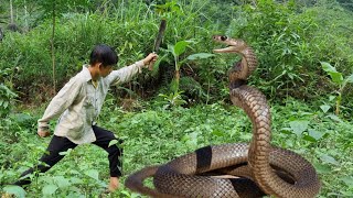 Harvesting Wild Snails Goes to the market sell - Orphans