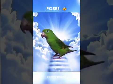 #humor #humornegro #memes #baile #pajaro #accidente #parati #risas