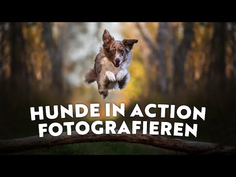 My tips for photographing dogs in action / motion + settings