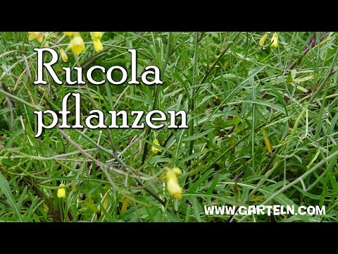 , title : 'Rucola selbst pflanzen - Tipps für die Aussaat am Balkon und im Garten'