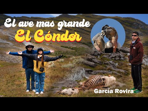 9 CÓNDORES volaron sobre nuestras cabezas a menos de 20 metros! 😱🦅 En GARCÍA ROVIRA SANTANDER