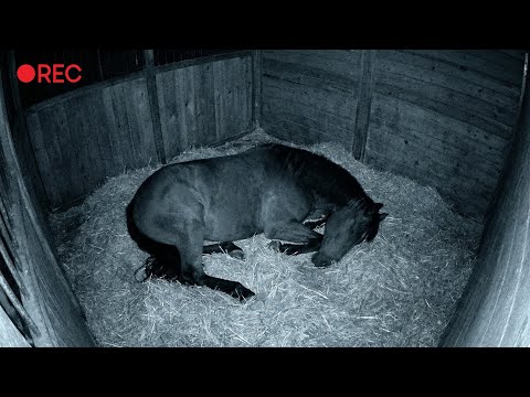 Live Foal Watch Cam | Pregnant Mare Close to Foaling — 04.01.2026