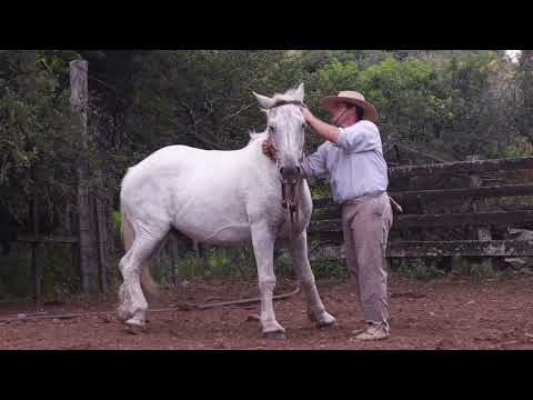 Siempre Estás - Los Renuevos