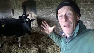 Will Holly get rid of Ringworm in the cattle?