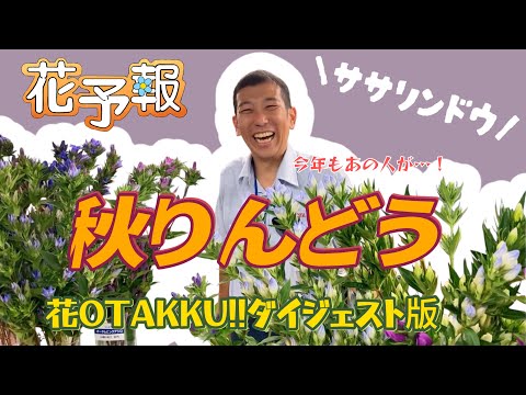 園芸 秋のリンドウ