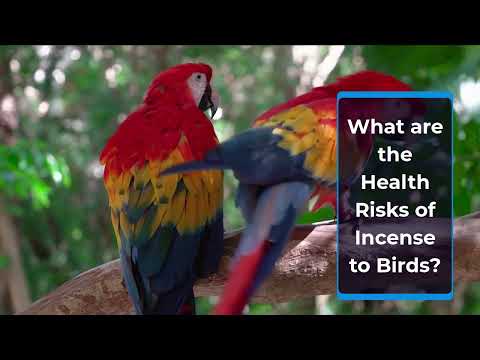 YouTube video about: Are incense bad for birds?