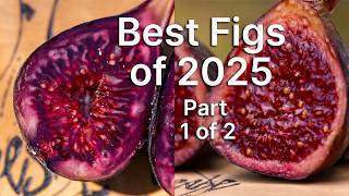 Best Figs of 2025 (Part 1 of 2)