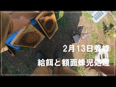 , title : '養蜂2月13日　初春の建勢のポイントと額面蜂児処理　その１'