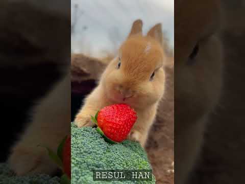 Sevimli Tavşan Çilek Yiyor II Cute Rabbit Eats Strawberry