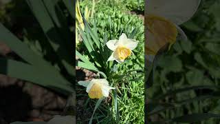 May flowers in bloom