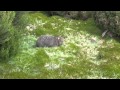 Cuddly Wombat