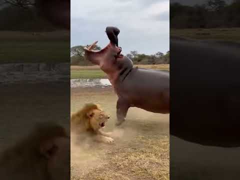 Hipopótamo pega leão.