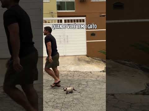 Quando Você tem 5 gatos 😁😍 #cats #catshorts #catlovers #cat #pets #petlovers #pet #memes #catvideos