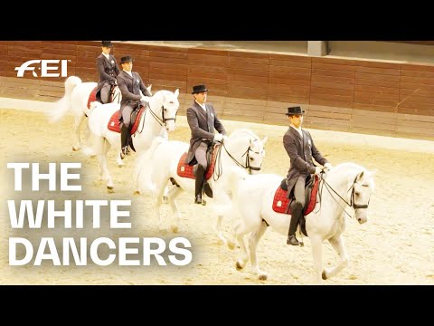 Haras de Lipica : berceau du célèbre lipizzan blanc | RIDE présenté par Longines