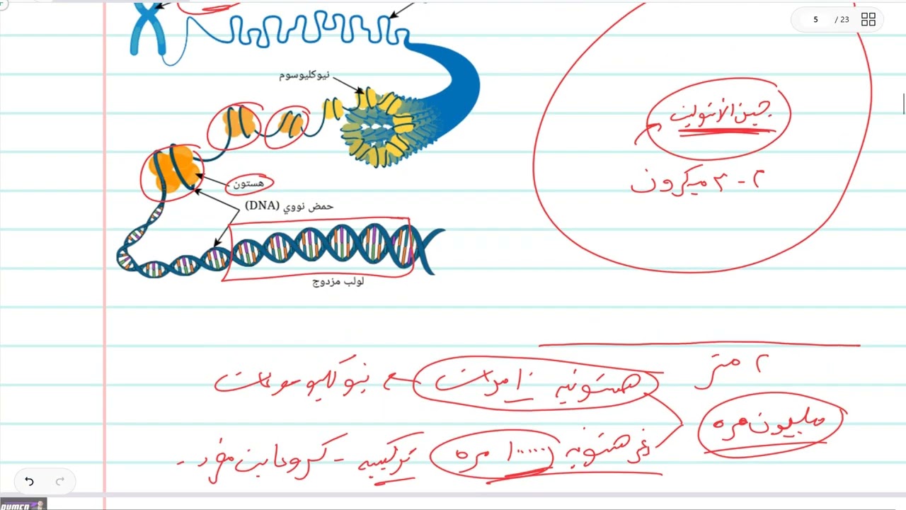 افهم بيولوجية جزيئية DNA في أوليات وحقيقيات النواة (والمحتوى الجيني) - أحياء تا