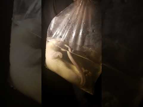 Ratatata - Martial Taktics