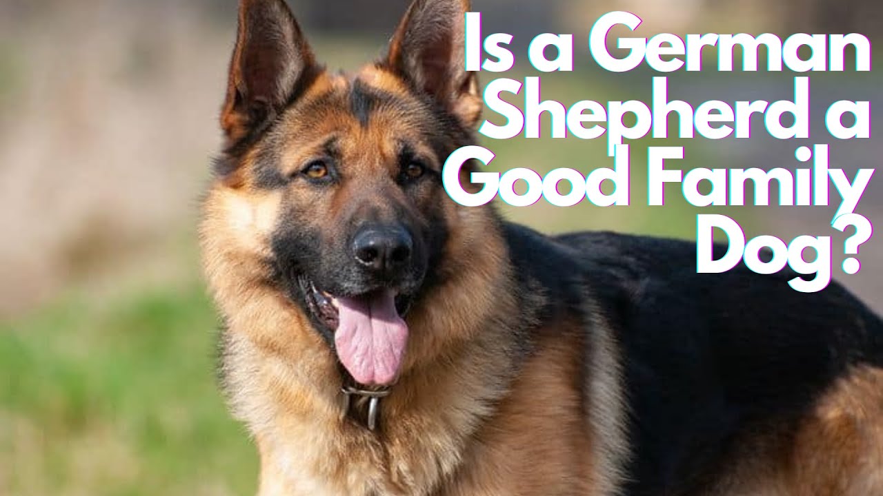 Are German Shepherds Good Family Dogs?