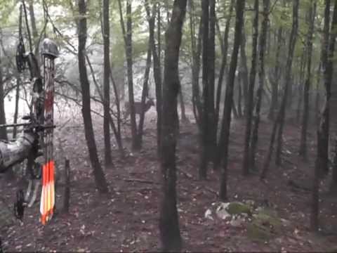 Bogenjagd auf Damhirsch in Frankreich Bowhunting Fallow deer